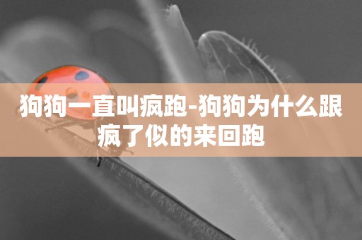 狗狗一直叫瘋跑-狗狗為什么跟瘋了似的來回跑