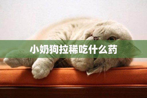 小奶狗拉稀吃什么藥