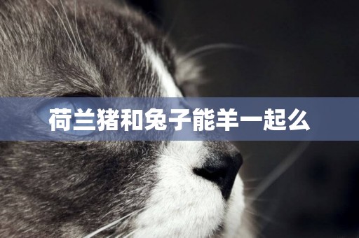 荷蘭豬和兔子能羊一起么