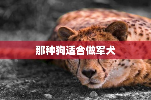 那種狗適合做軍犬