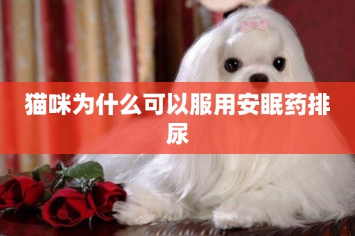 貓咪為什么可以服用安眠藥排尿