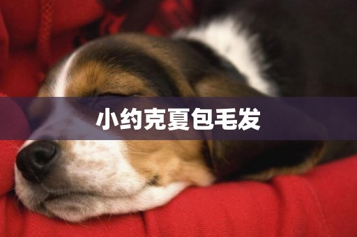 小約克夏包毛發