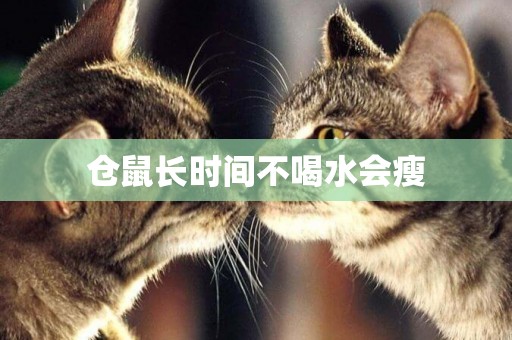 倉鼠長時間不喝水會瘦