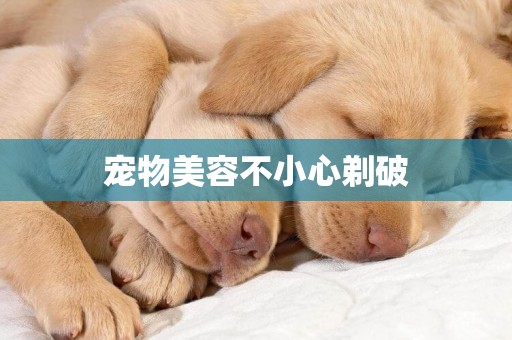 寵物美容不小心剃破