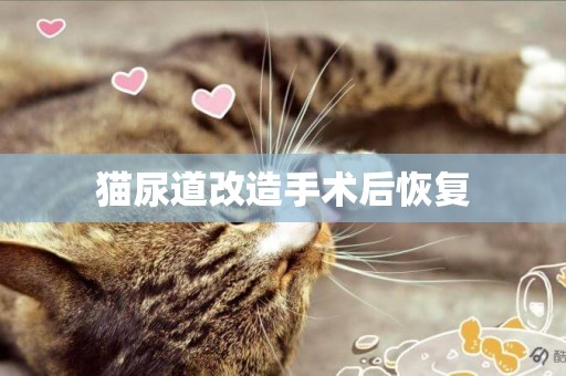 貓尿道改造手術后恢復