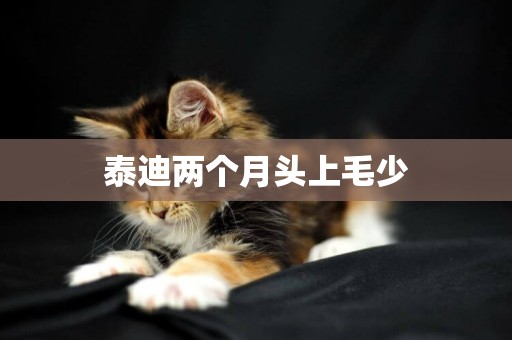 泰迪兩個月頭上毛少