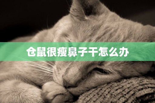 倉鼠很瘦鼻子干怎么辦