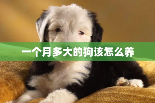 一個月多大的狗該怎么養