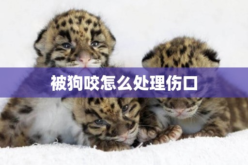 被狗咬怎么處理傷口