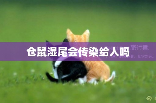 倉鼠濕尾會傳染給人嗎