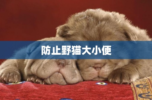 防止野貓大小便