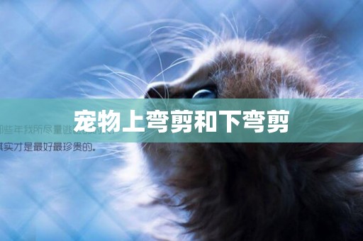 寵物上彎剪和下彎剪