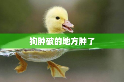 狗腫破的地方腫了