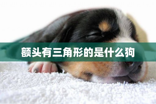 額頭有三角形的是什么狗