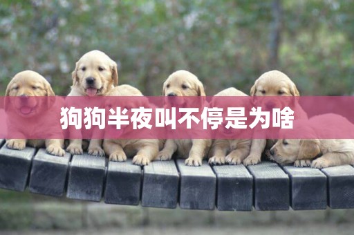 狗狗半夜叫不停是為啥