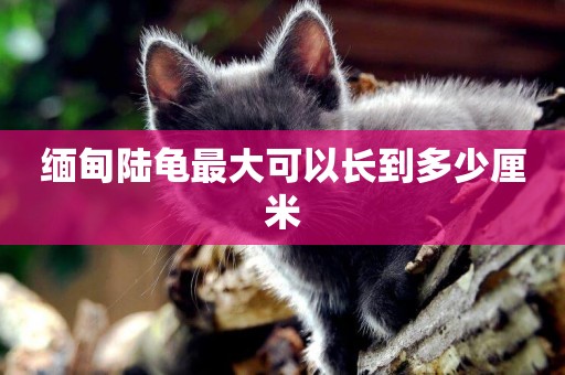 緬甸陸龜最大可以長到多少厘米