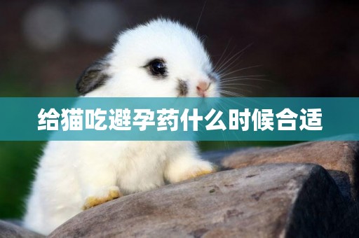 給貓吃避孕藥什么時候合適