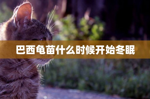 巴西龜苗什么時候開始冬眠