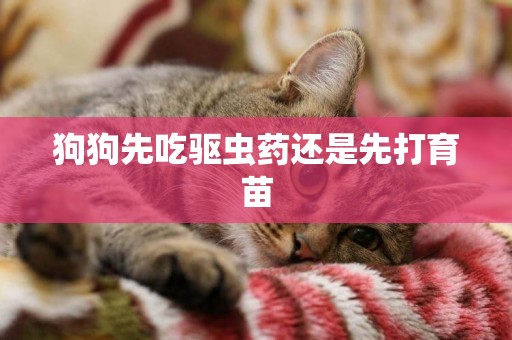 狗狗先吃驅蟲藥還是先打育苗