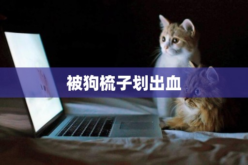 被狗梳子劃出血