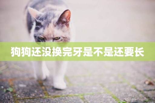 狗狗還沒換完牙是不是還要長