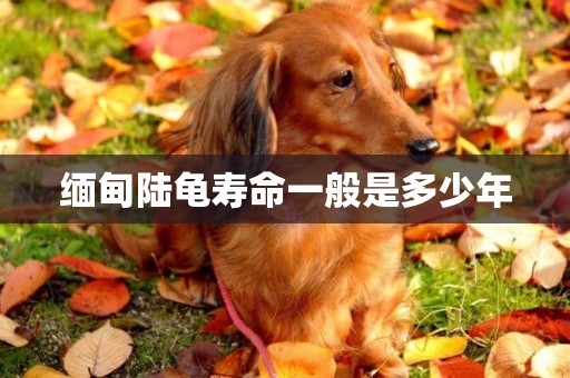 緬甸陸龜壽命一般是多少年