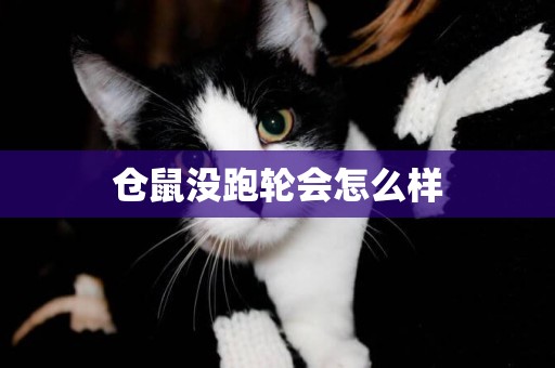 倉鼠沒跑輪會怎么樣