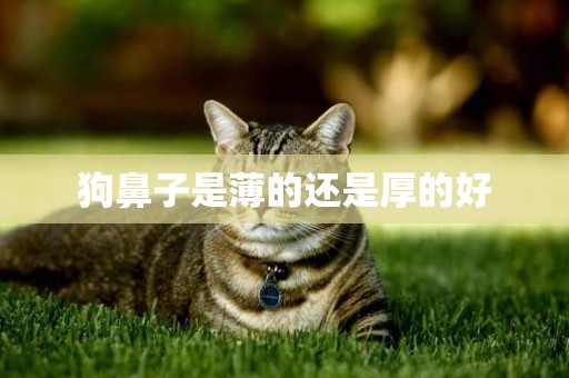 狗鼻子是薄的還是厚的好