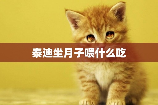 泰迪坐月子喂什么吃
