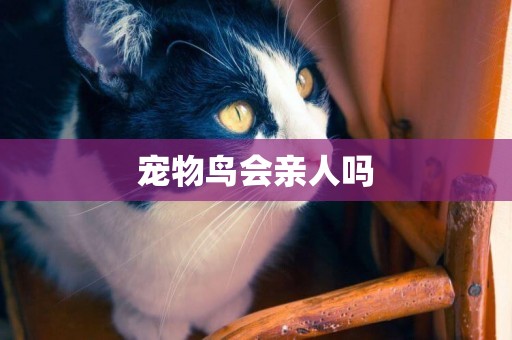 寵物鳥會親人嗎