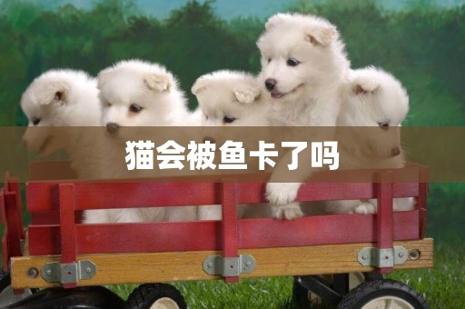 貓會被魚卡了嗎