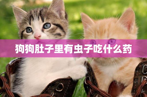 狗狗肚子里有蟲子吃什么藥