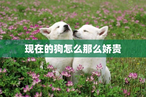 現在的狗怎么那么嬌貴