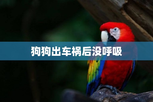 狗狗出車禍后沒呼吸