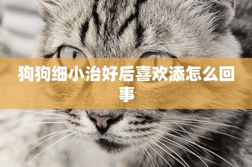 狗狗細小治好后喜歡添怎么回事