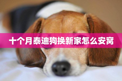 十個月泰迪狗換新家怎么安窩