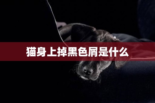 貓身上掉黑色屑是什么