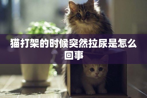 貓打架的時候突然拉尿是怎么回事