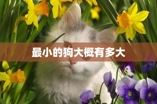 最小的狗大概有多大