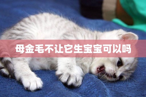 母金毛不讓它生寶寶可以嗎
