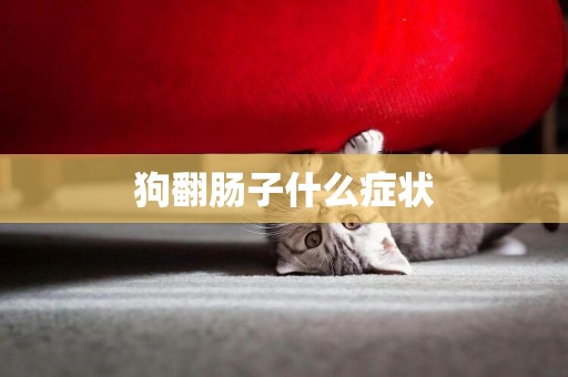狗翻腸子什么癥狀