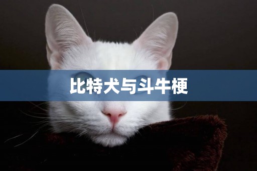比特犬與斗牛梗