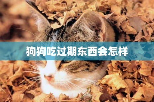 狗狗吃過期東西會怎樣