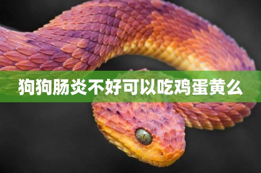 狗狗腸炎不好可以吃雞蛋黃么