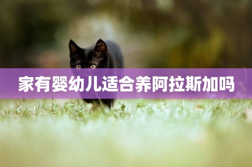 家有嬰幼兒適合養阿拉斯加嗎