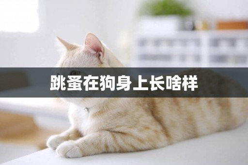 跳蚤在狗身上長啥樣