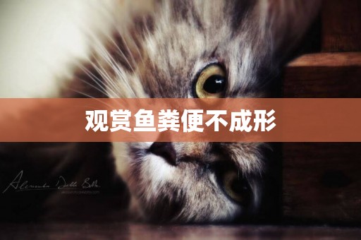 觀賞魚糞便不成形
