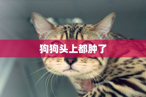 狗狗頭上都腫了