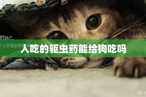 人吃的驅蟲藥能給狗吃嗎