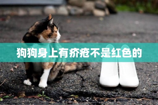 狗狗身上有疥瘡不是紅色的